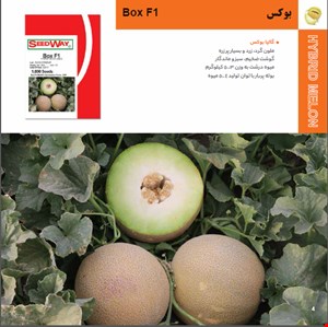 خربزه بوکس